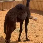 حوار عمره شهر ونص تقريب ا