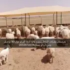 مضلات