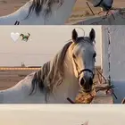 حصان للبيع
