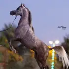 افراس و فحول عربية فاخرة