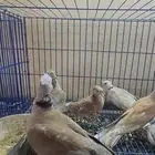 ياكريم ( قماري )