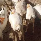 تيوس صوماليه مرابي صحه ممتازه وأحجام طيبه
