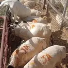 ما شاء الله طليان بربري وتيوس