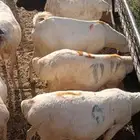 بربري وتيوس صومالي تربيه شهرين