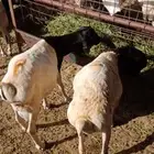 بربري مربي طعم طيب جدا