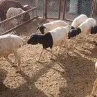 سواكن ونعيمي وبربري وتيوس