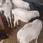 ذبايح ب 500 ريال