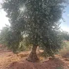 شجر زيتون معمر للبيع