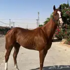 اللبيع حصان انجليزي