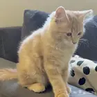 قطه لتبني