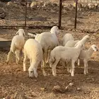 ذبايح نظيفه