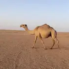 لقحه شعلا ثنيه