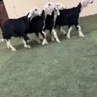 رخال نجد صنف