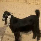 الطايف