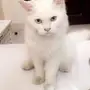 قط للبيغ 