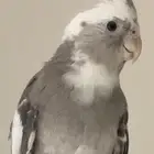 طير ببغاء كروان