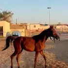 مهر شعبي