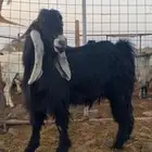 فحل عارضي صنف