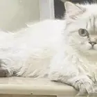 قطة هيمالايا للتزاوج
