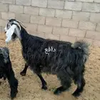 خمس معزه ثنين دفع. وثلاث. مقروعات. انشاءالله انهن مضاريع