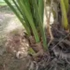 فسايل برحي طيبه موجود كميه كبيره واسعار ممتازه