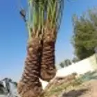 نخل مثمر للبيع