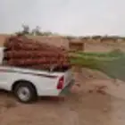 نخل وشنطن للبيع