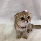 قطتين اسكوتش للبيع