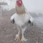 ديوك براهما هجين للأكل