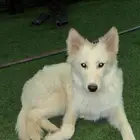 كلب امه جيرمن وابوه هاسكي