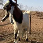 تيس فحل هولندي مطور