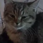 قط سكوتش تبني