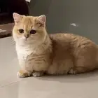 انتاج قريب قطط منشكن ابسولو NY11 نوادر (الاباء ليس للبيع)