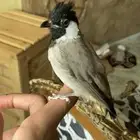 بلبول حساوي تربيه