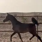 مهره شعبيه