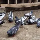 حمام هندي كالوشام طيور مميزة