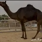 مجهم للبيع قعود على ولد الوافي
