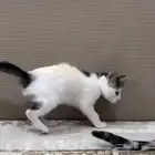 قط مفقود