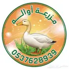 بط بكيني مذبوح وحي