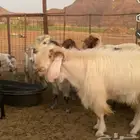 تيس