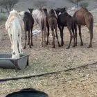 حشو للبيع العدد سته