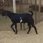 اعرض لكم اربعه تيوس فل شحم مخصيه العمر سته اشهر