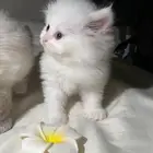 قطط