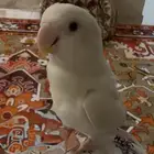 مفقود طائر روز البينو