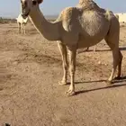 ناقة للبيع عمره سنتين البيع قريب