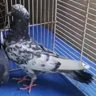 حمام باكستاني
