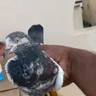 حمام باكستاني