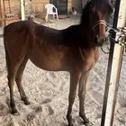 مهر شعبي