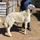 ثني مشروط حري