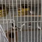 زيبرا هولندي هجين انقليزي